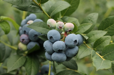 Puukoolide materjalide tootmine ja turustamine Poola 10