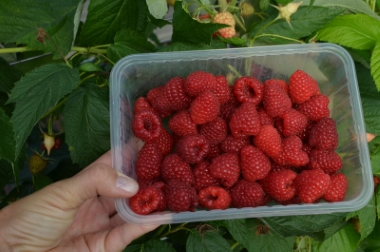 Puukoolide materjalide tootmine ja turustamine Poola 12
