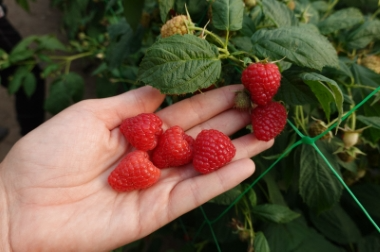Puukoolide materjalide tootmine ja turustamine Poola 13
