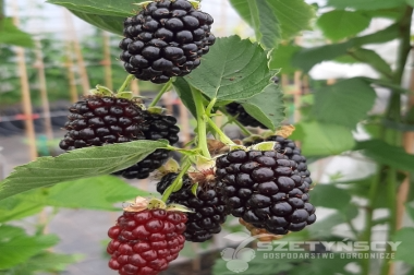 Puukoolide materjalide tootmine ja turustamine Poola 18